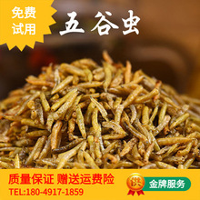 黄金虫 黄金虫品牌 图片 价格 黄金虫批发 阿里巴巴