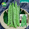 Manufacturers wholesale wide -bianyan bean seeds green kidney bean spring autumn green dragon golden dragon meat thick bean horn seed seed