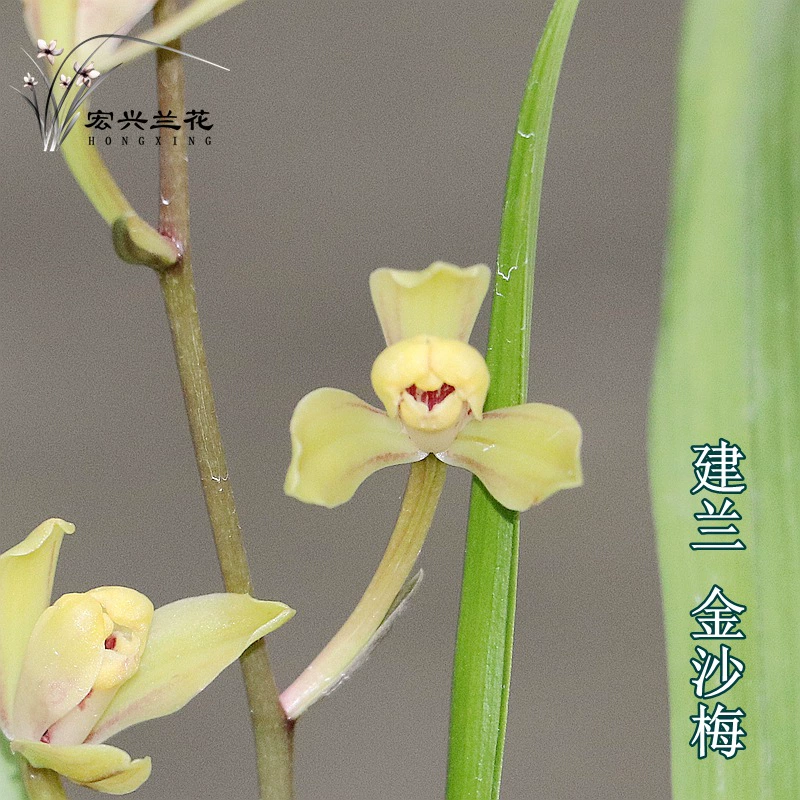 Jianlan Four Seasons Пески для орхидей Слива Лучжоу-аромат Рассада орхидеи Внутренняя зеленая посадка Цветочное растение в горшке