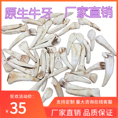 天然牛牙齿原料 马牙项链牛门牙骨质真牙吊坠 牙雕原料水牛角原料