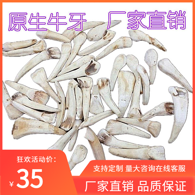 天然牛牙齿原料 马牙项链牛门牙骨质真牙吊坠 牙雕原料水牛角原料