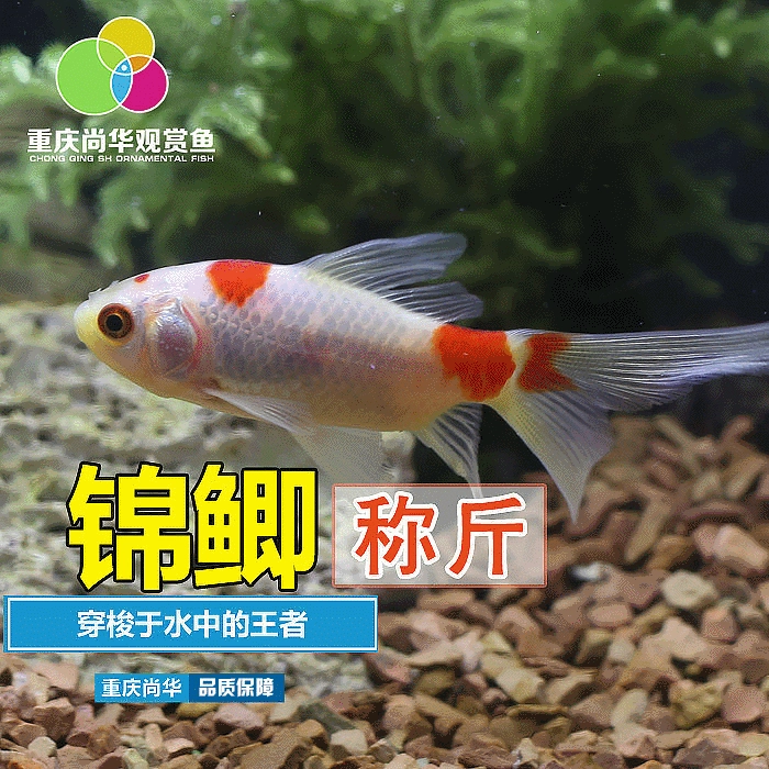Холодная вода декоративные рыбы живые декоративные рыбы маленький красный карась Карп Маленькая парча карась маленькая трава Золотая рыбка живые декоративные рыбы Взвешивание оптом