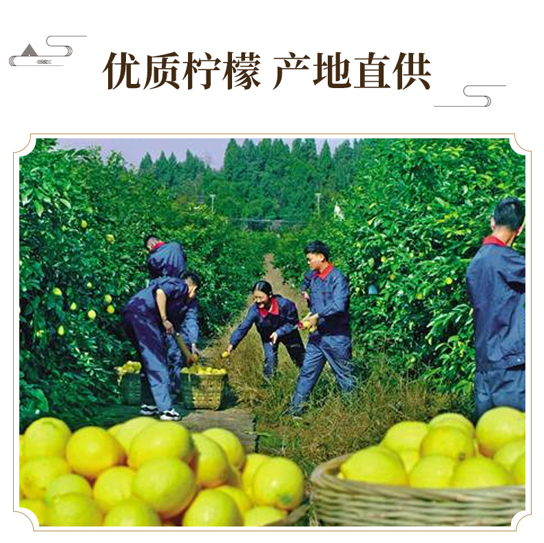 Dried Lemon Slices Ningmeng Pian Freeze Dried Herbal Tea 500g from Sichuan key features