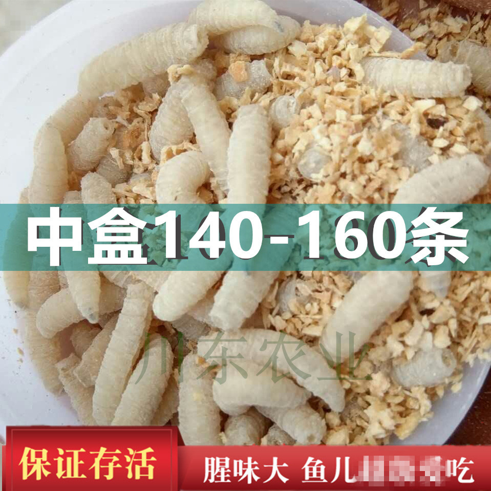 钓鱼蛆虫活体鱼饵活蛆肉蛆蛆牙子钓公鱼蛆虫瓶装包活渔具店货源 阿里巴巴