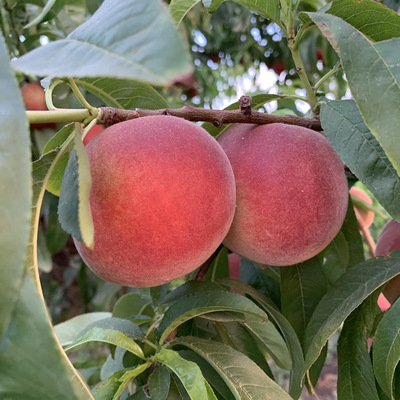 现摘现货甜蜜红肉水蜜桃3斤脆甜桃子新鲜当季孕妇水果毛桃非雪桃|ms