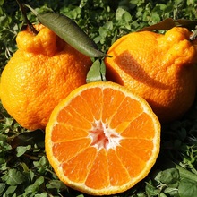 不知火丑柑 丑橘 四川橘子非砂糖橘柑橘新鮮水果一件代發10斤包郵