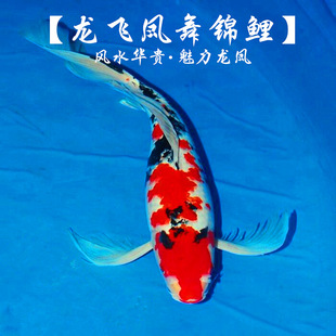�����^�p�~�t�����P�\����ɫ�Lβ���P�\���~���w���l���]