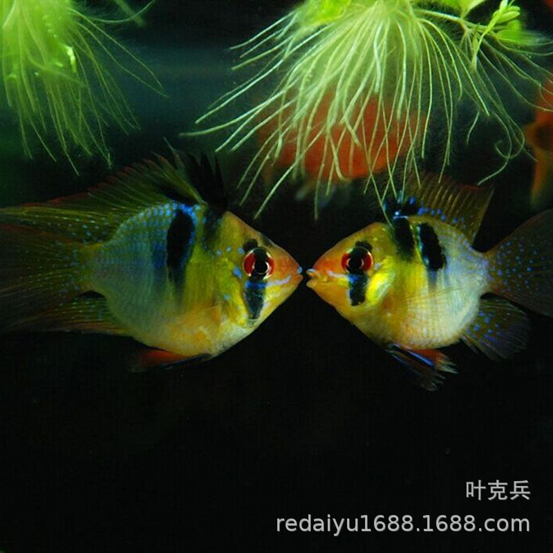 IMG_1850(20200619-151838)_副本