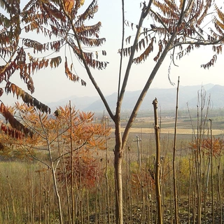 火炬树苗批发加拿大盐肤木东北盐碱荒地风景林树种火炬树工程用苗
