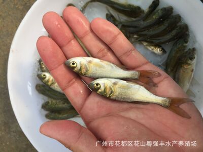 high quality Bighead Fry supply Wholesale of Bighead fry Release Fry Sell Four Fry supply