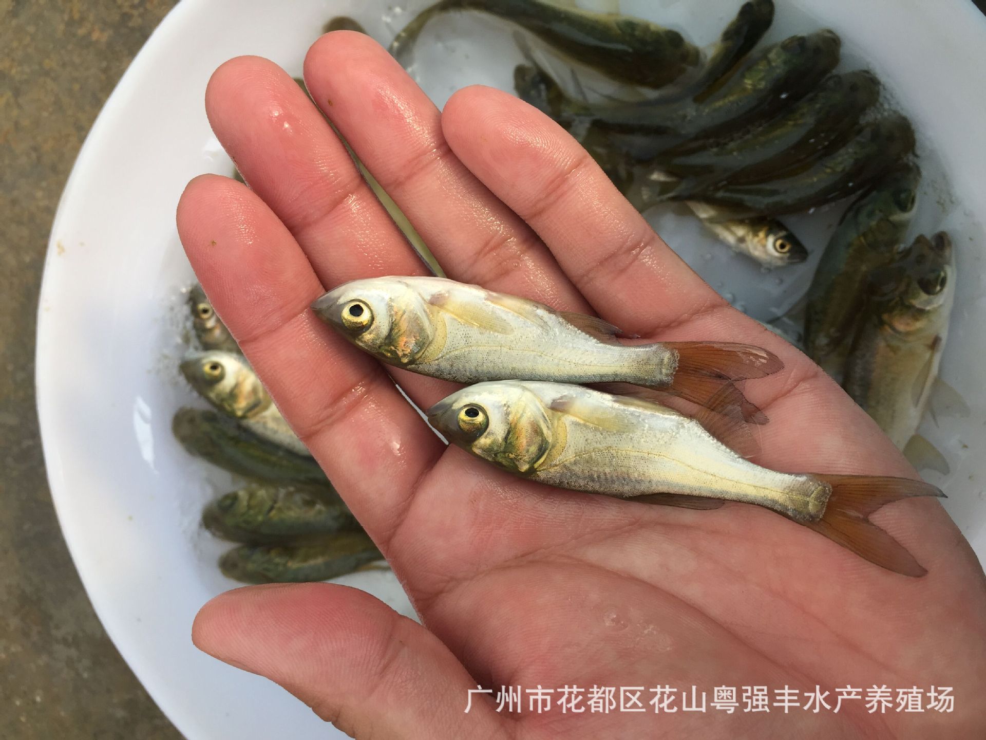 high quality Bighead Fry supply Wholesale of Bighead fry Release Fry Sell Four Fry supply
