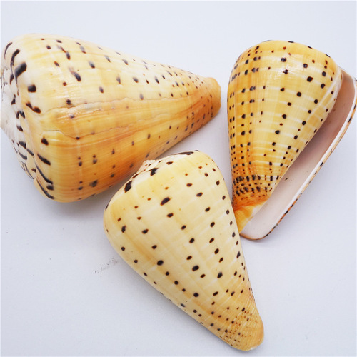 Factory sales seashell conch yellow corn snail living room bedroom home decoration craft work fish tank pot plant landscape