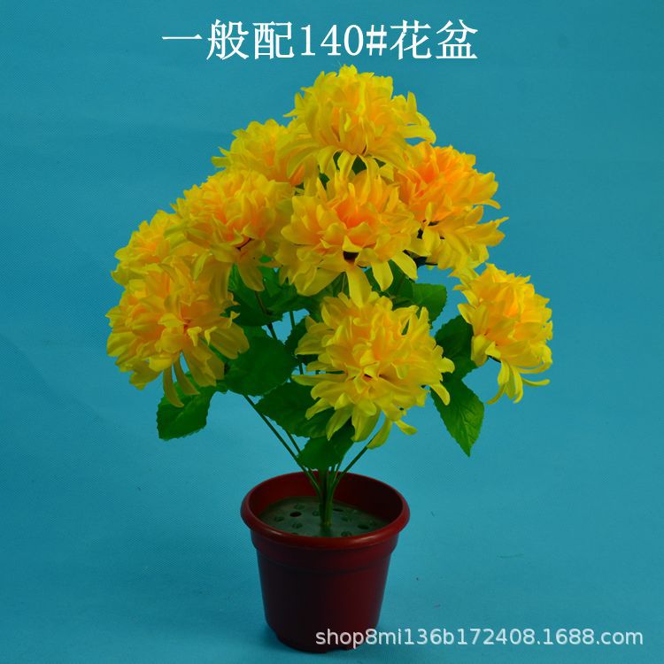 12头爪菊详情4.jpg