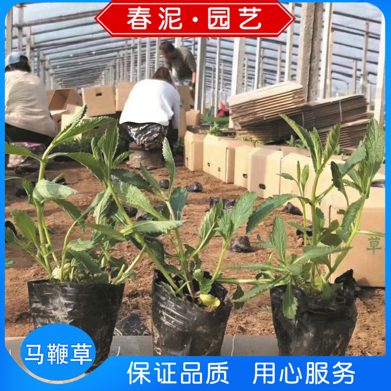 供应柳叶马鞭草花苗 花海绿化宿根品种 马鞭草观赏花期长上车价