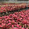 Direct base bromeliad Imported Tropical ecology Rainforest Landscaping Botany Watch Pineapple wholesale