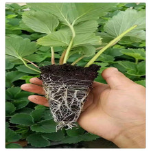 2022��ݮ�N��  Ѩ�P�tN�� �¼� Խ�� ����ײ�ݮ�N���A����