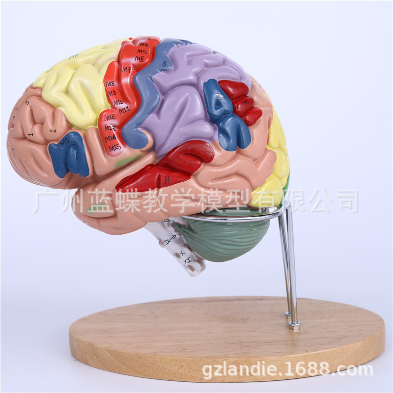 2 times magnification 4 parts Brain anatomy Model Human brain number Instructions identification