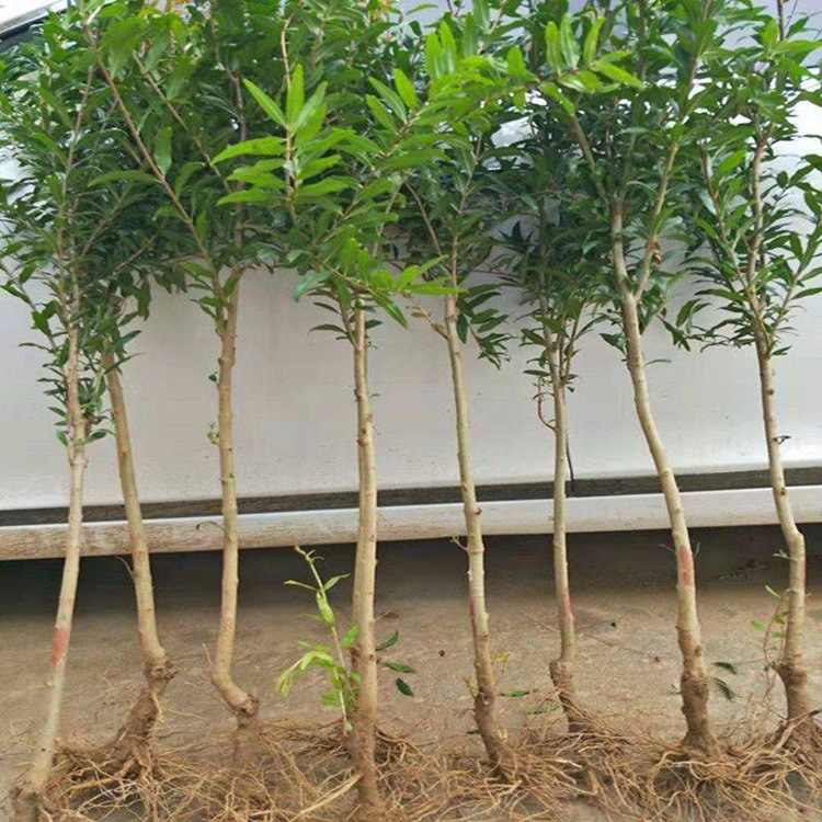 智贝主图_4新品种特大石榴树苗黑珍珠石榴苗盆栽地栽全国种植