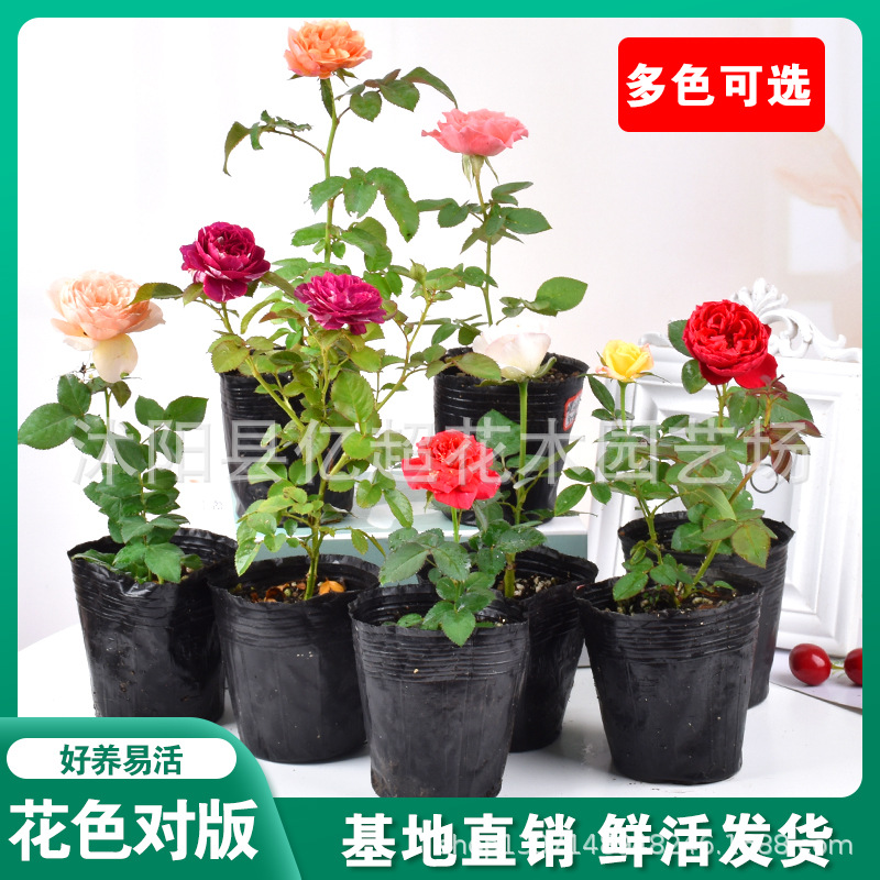 欧月藤本月季花苗爬藤小苗玫瑰蔷薇庭院室内红色特大花四季