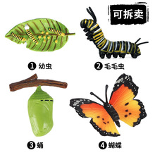 仿真動物模型兒童早教科教蝴蝶蜜蜂成長周期昆蟲野生動物玩具套裝