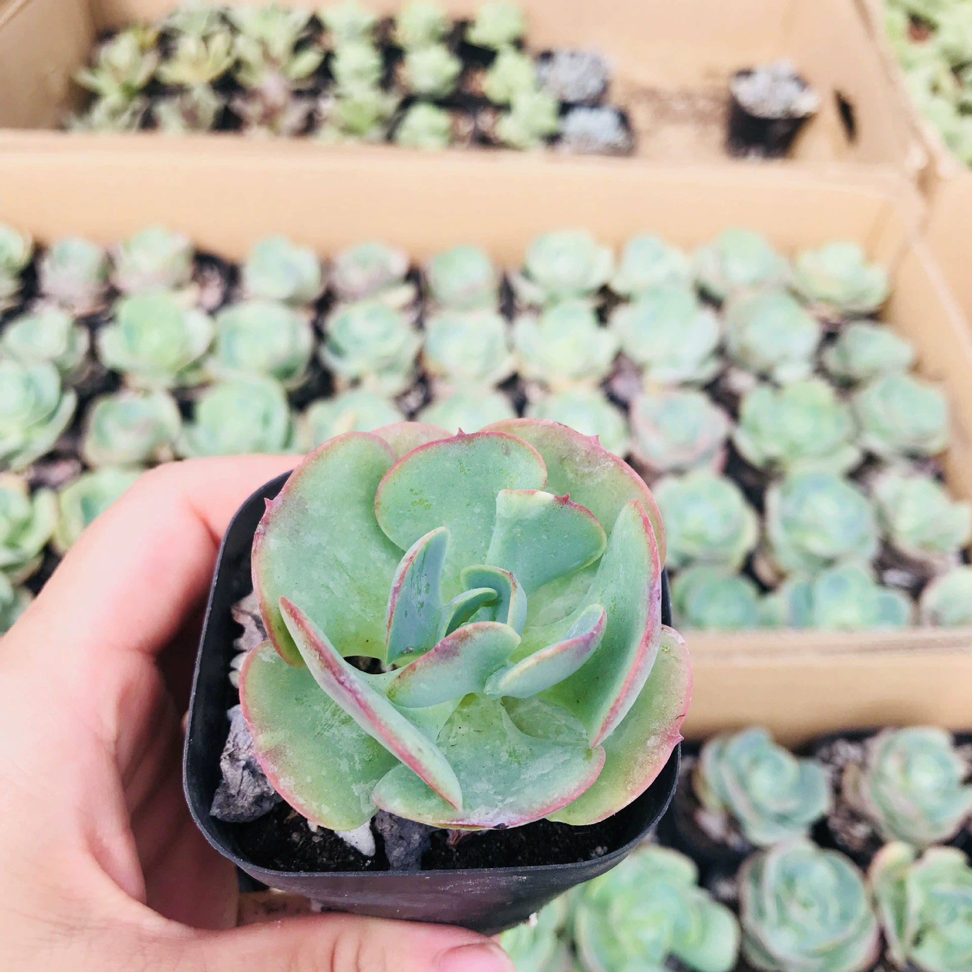 Оптовая суккулентное растение офисная настольная комбинация суккулент новичку легко вырастить засухоустойчивое милое интересное растение суккулент персик