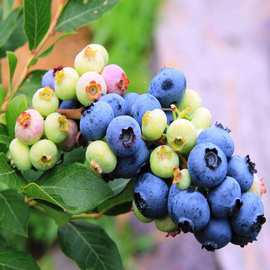 半高丛蓝莓树苗品种有 北村蓝莓苗 南北方种植果树苗好成活包邮