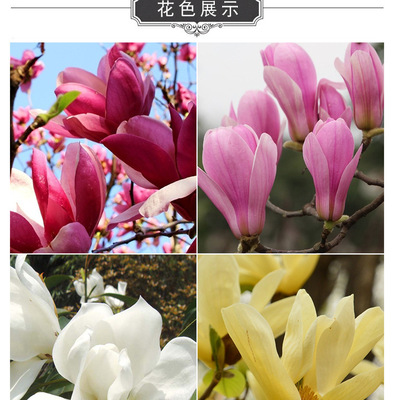 紫玉兰花树苗 庭院浓香型白玉兰红玉兰二乔玉兰四季带开花好养活
