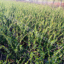 ȸ\ut\uС䘶辰\uͺlľ