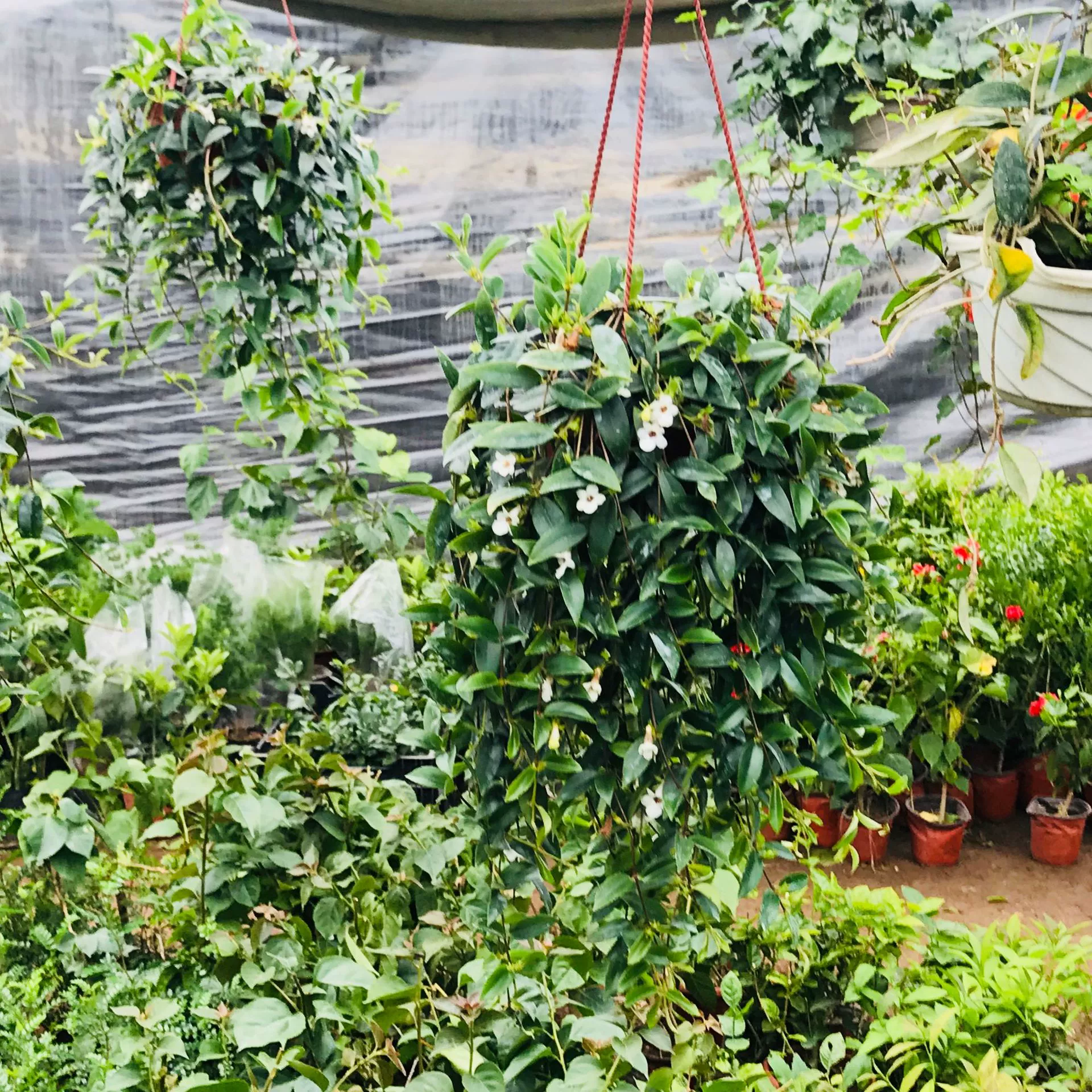 Теплица оптовые продажи зеленых цветов небольшой горшок крытый балкон двор Цветок подвесное растение ива висящая Орхидея