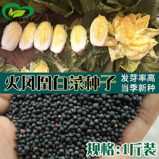 ɢ�b���P�˴�ײ˷N�� �r��˵طNֲ�߲��͝�t�Ĵ�ײ���