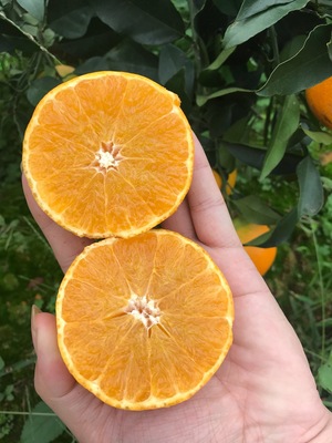 四川爱媛果冻橙橙子水果新鲜当季|ms