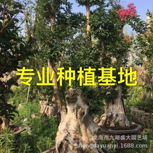 江苏紫薇古桩桩景价格 福建批发山东精品紫薇树桩 紫薇老桩桩头