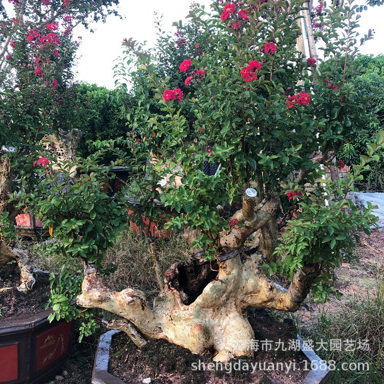 IMG_5433(20200224-225820)