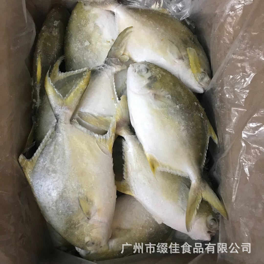 金仓鱼白仓鱼图片,鲤鱼鱼白图片,金仓鱼(第11页)_大山谷图库