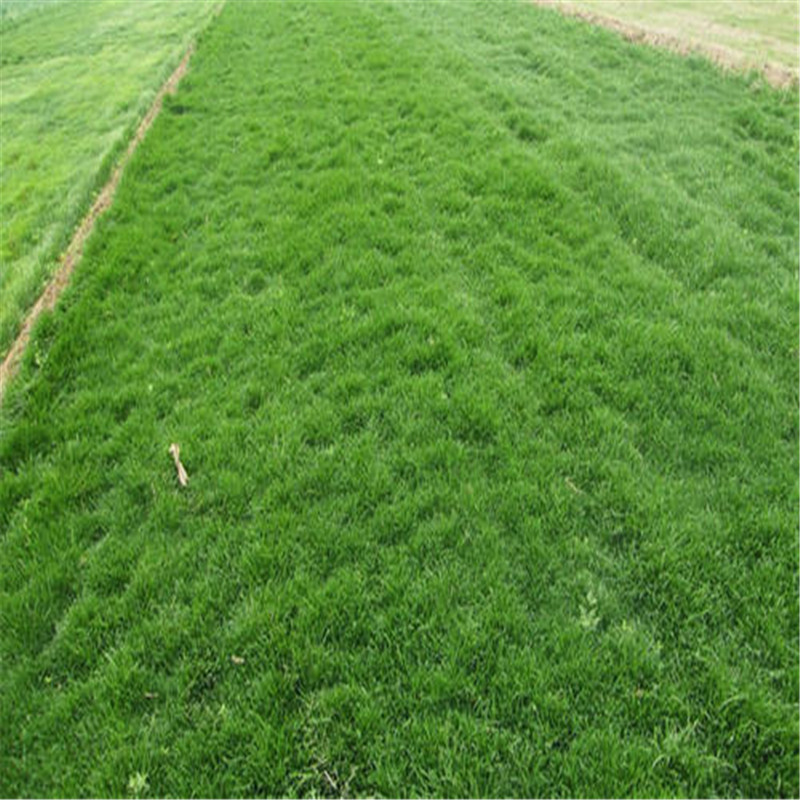 成都客土喷播植草铁丝网 山坡绿化铁丝网 植草镀锌钢丝网