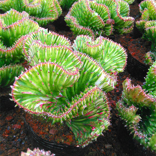 ������ �ʴ��P�������\���������Ǽ޽� ����ֲ�����҃����Ի���