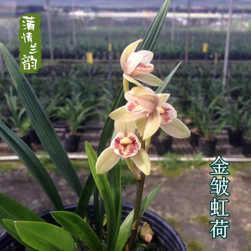 Jianlan Four Seasons Lanjin Wrinkle Rainbow Лотос Лучжоу-аромат рассады орхидеи комнатная зеленая посадка цветочное растение в горшке