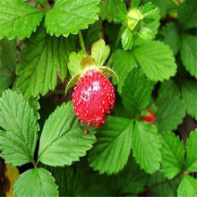 種植雲南草花 蛇莓小杯苗批發 沙泥土種植花卉品種 昆明蛇莓價格