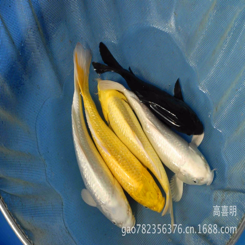 20~25 см белые золотые черные золотые кои японские кои рыбки для фэн-шуй холодная вода оптом живые