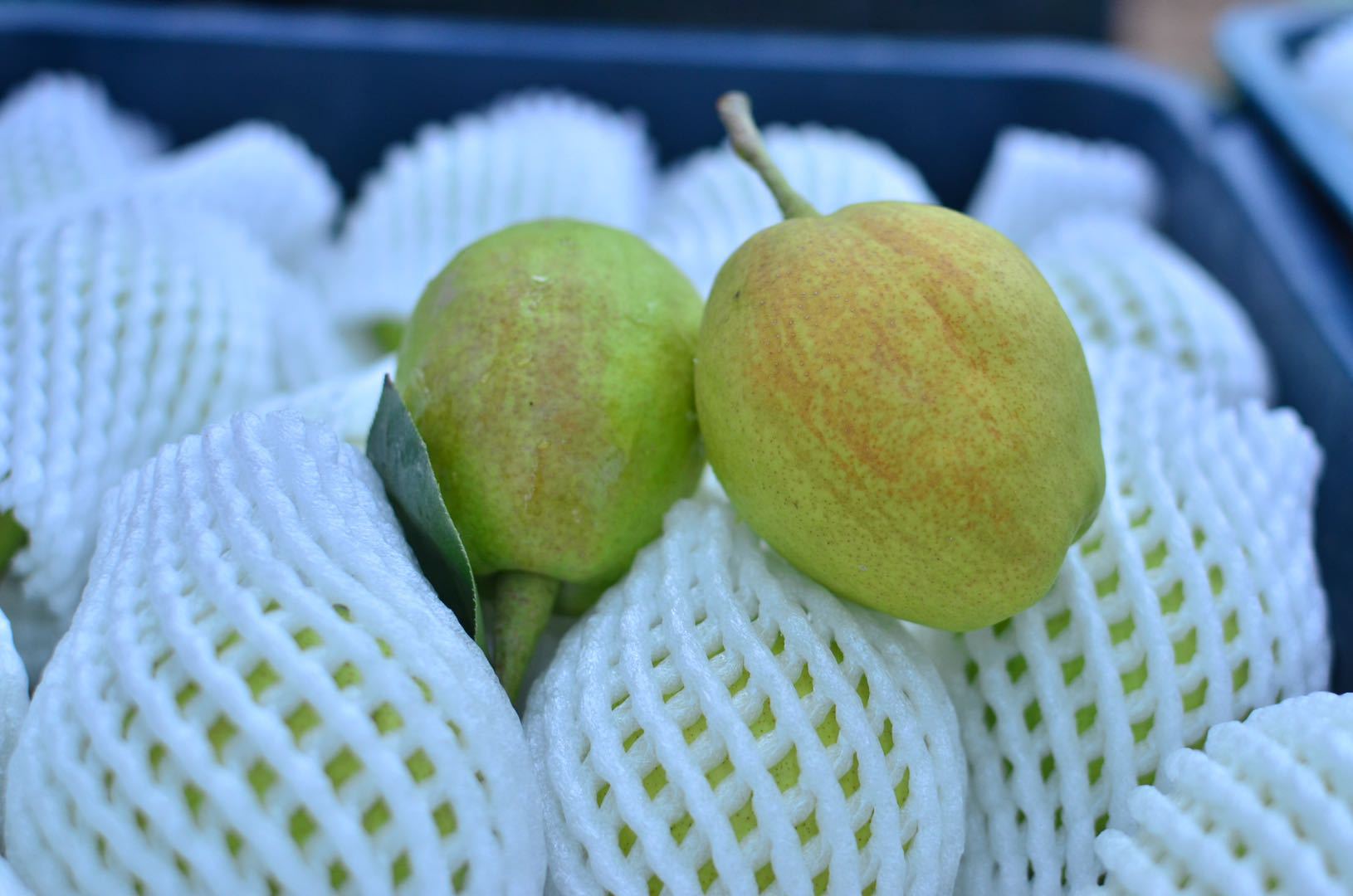 新疆库尔勒香梨净重5斤约22一24个带箱约6斤新疆西藏内蒙海南不发