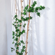 �ٗl�ٻ�����Ҏ�~�����ړ����~�������ֲ���p�@�ڒ�Gֲ�߷���