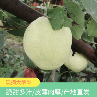 Place of Origin Supplying Shaanxi Pear 10 fresh Season fruit Pear Pears wholesale