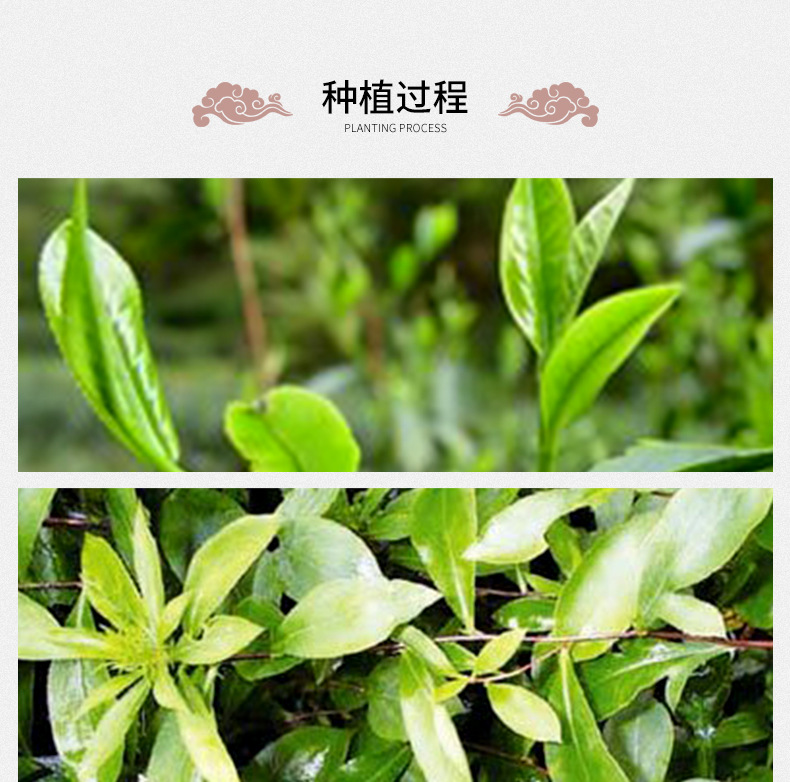 Senna Leaf Fan Xie Ye Dried Herbal Tea Leaves 500g Bulk Loose Botanicals preparation