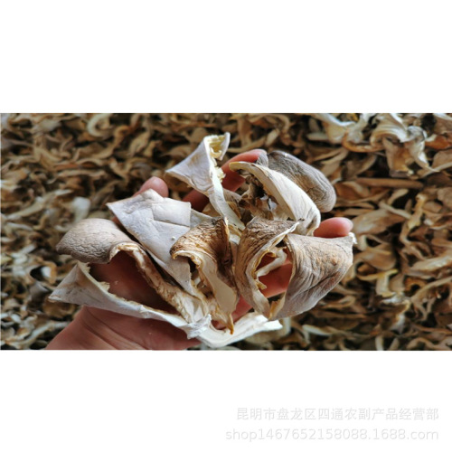 Supply of Yunnan Plateau specialty delicious oyster mushroom strips dried goods bulk dried mushrooms manufacturers wholesale