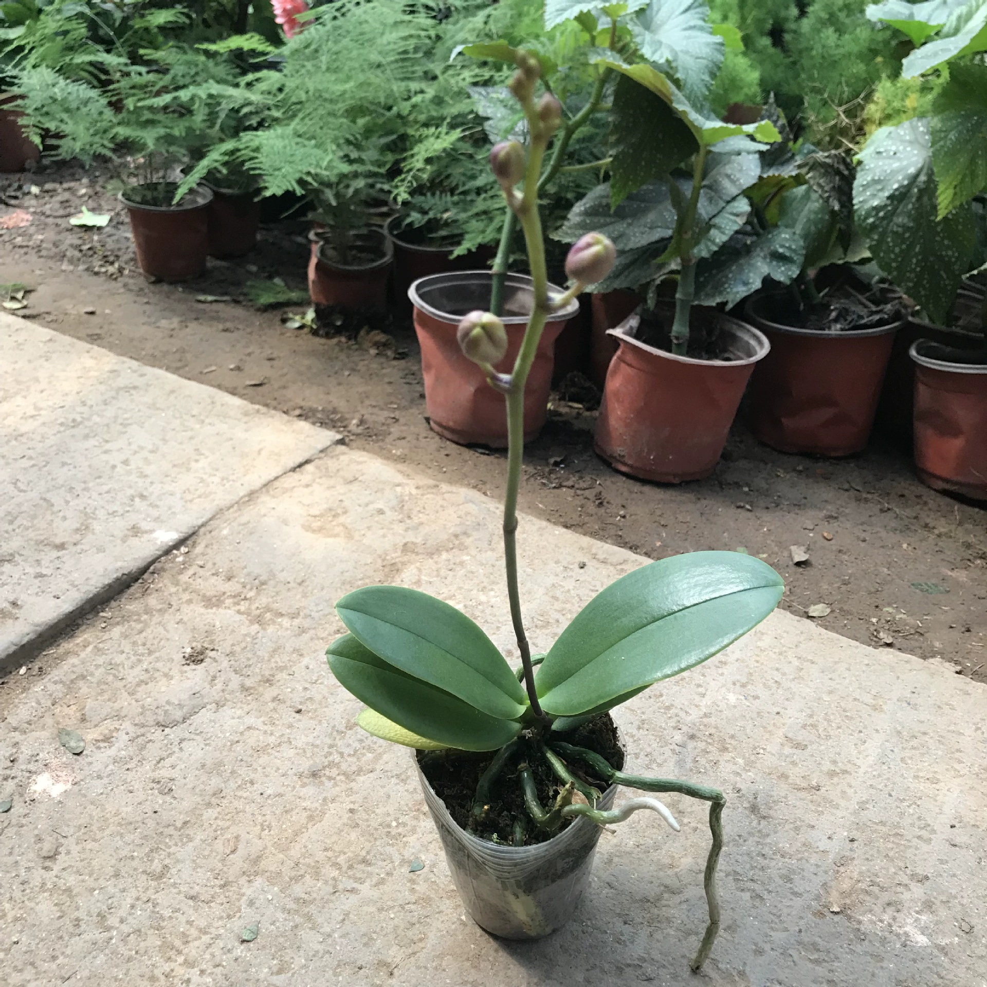 Оптовая продажа зеленых растений Комнатные цветы комнатная гостиная настольные фаленопсис горшечные растения для очистки воздуха просмотр цветов горшечные растения