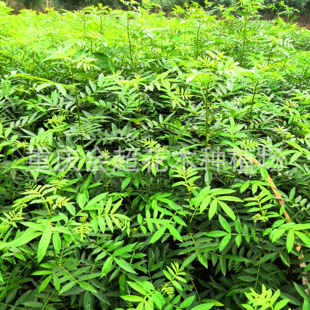 ������ͼq