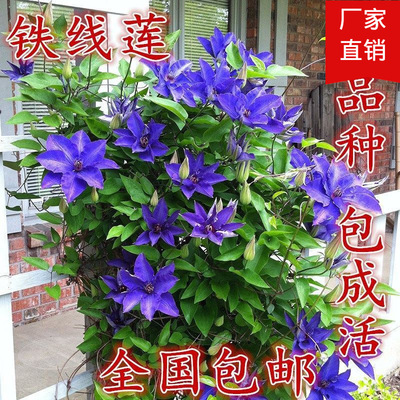 [ 10 Pcs 3]Clematis Flower seedlings Horticultural plant Potted plant Clematis 3 years flowers and plants