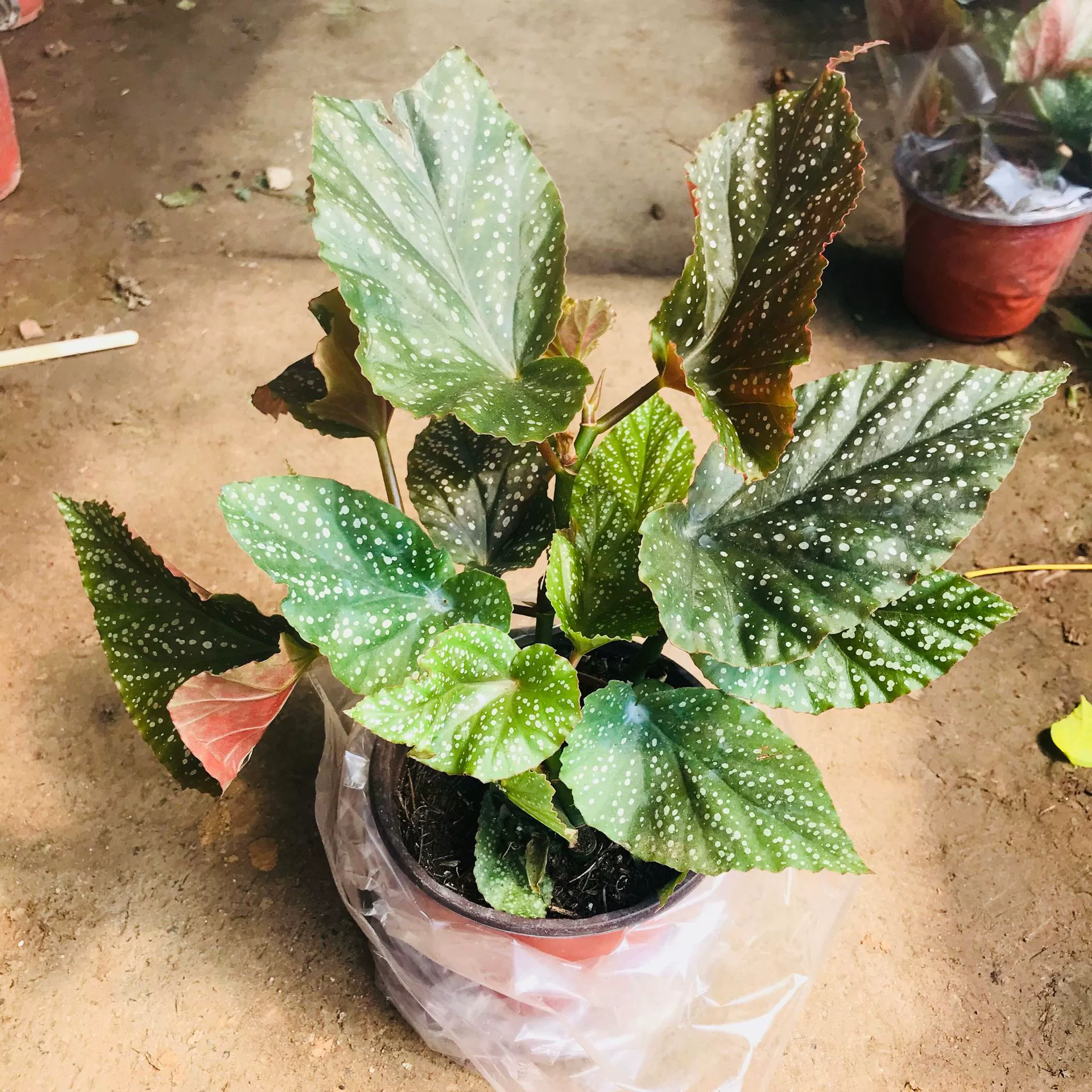 Оптовая продажа зеленых растений в горшках Крытая гостиная балкон пятнистая Бегония фестиваль бамбука Бегония цветок смотровой лист маленькие горшечные растения