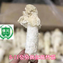 织金竹荪 肉质细腻 营养丰富 750元/千克      11-13cm