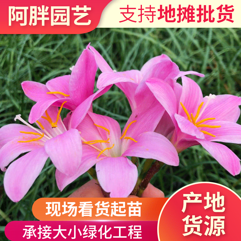 风雨兰就是葱兰吗,风雨兰葱兰韭兰的区别,葱兰和韭兰哪个贵(第14页)_大山谷图库